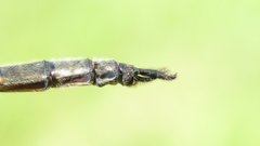 Somatochlora williamsoni