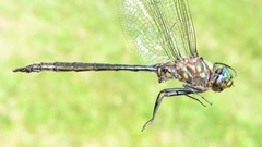 Somatochlora williamsoni