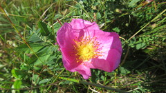 Rosa acicularis acicularis