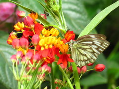 Cepora nerissa phryne