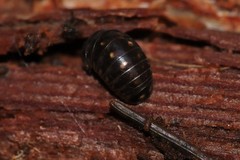 Glomeris tetrasticha