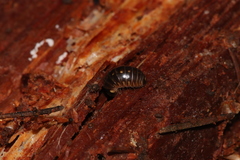 Glomeris tetrasticha