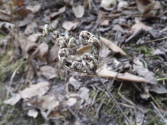 Pentagramma triangularis triangularis