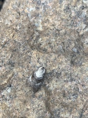 Acatapaustus leucospila