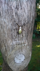 Argiope bruennichi