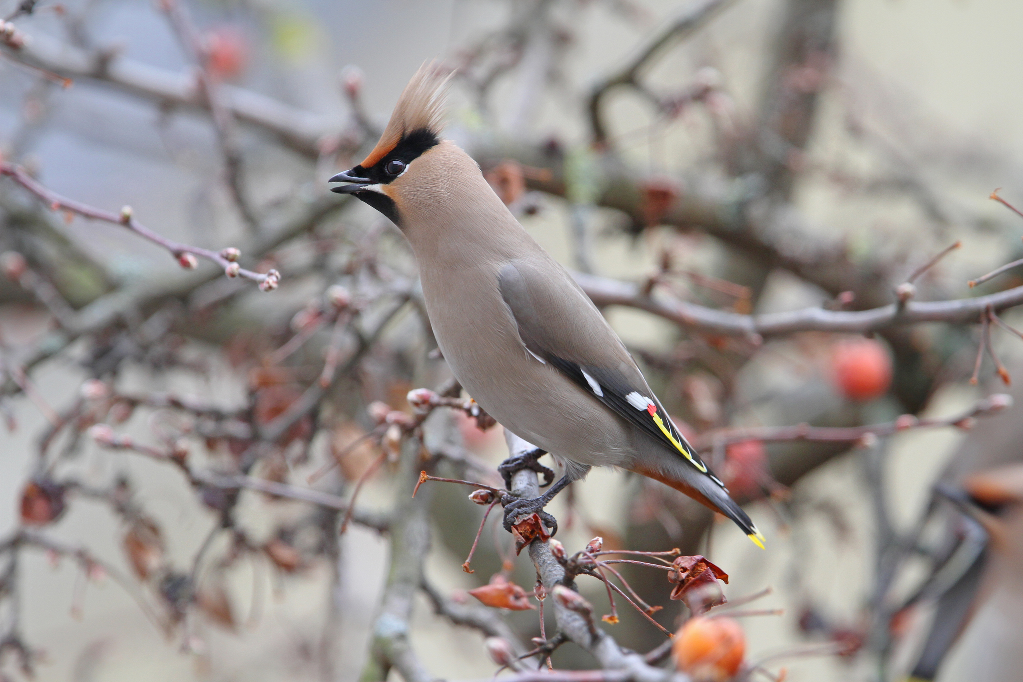 Bohemian Waxwing