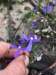 Lobelia dentata