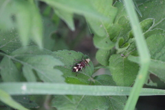 Enoclerus bombycinus