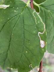 Liriomyza philadelphivora