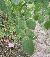 Liriomyza philadelphivora