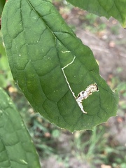 Liriomyza philadelphivora