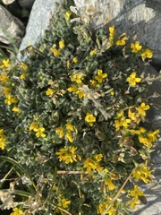 Draba lemmonii