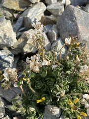 Draba lemmonii