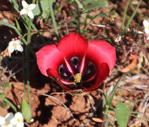Image of Romulea monadelpha by (c) Tony Rebelo, some rights reserved (CC BY-SA)