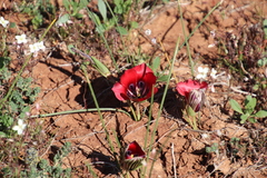 Romulea monadelpha