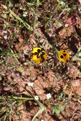 Hesperantha vaginata