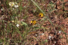 Hesperantha vaginata