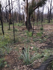 Xanthorrhoea concava