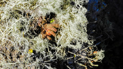Grammostola
