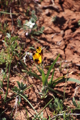Hesperantha vaginata