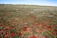 Cryptomys hottentotus