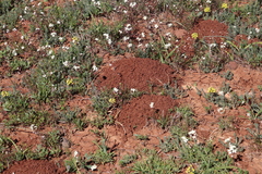 Cryptomys hottentotus