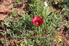 Romulea monadelpha