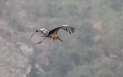 Leptoptilos dubius
