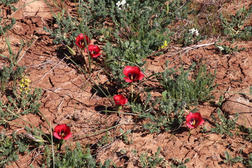 Image of Romulea monadelpha by (c) Tony Rebelo, some rights reserved (CC BY-SA)