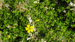 Oxalis gigantea