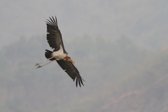 Leptoptilos dubius