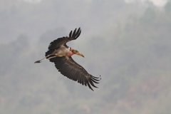 Leptoptilos dubius