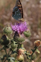 Cirsium ukranicum