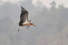 Leptoptilos dubius