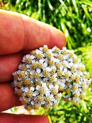 Achillea inundata