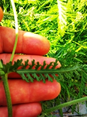 Achillea inundata