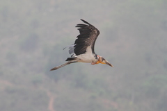 Leptoptilos dubius