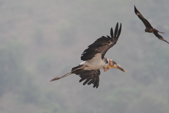 Leptoptilos dubius