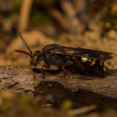 Nomada leucophthalma