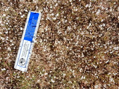 Eriogonum spergulinum