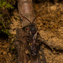 Nomada leucophthalma