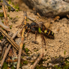 Nomada leucophthalma