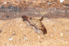 Philogethes metableta