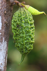 Colea tetragona