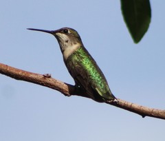 Archilochus colubris