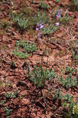 Ixia rapunculoides