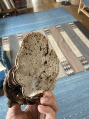 Basidiomycota