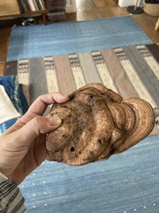 Basidiomycota