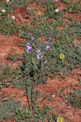 Ixia rapunculoides