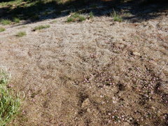 Eriogonum spergulinum